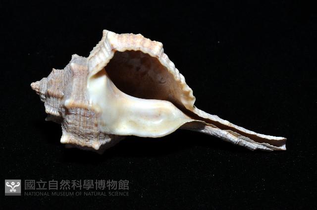 染料骨螺藏品圖，第8張
