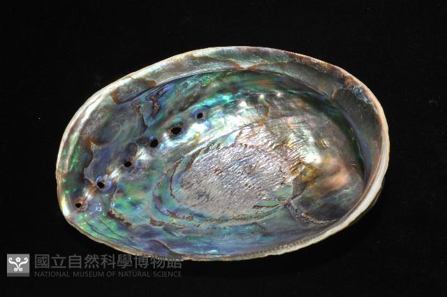 紐西蘭鮑螺藏品圖，第8張