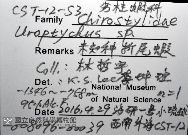 未知種折尾蝦藏品圖，第8張