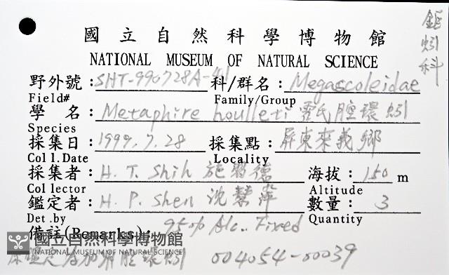 霍氏腔環蚓藏品圖，第8張