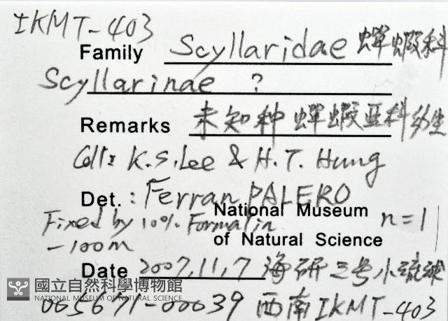 未知種蟬蝦亞科幼生藏品圖，第8張