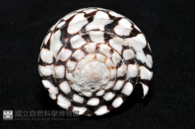 大理石芋螺藏品圖，第8張