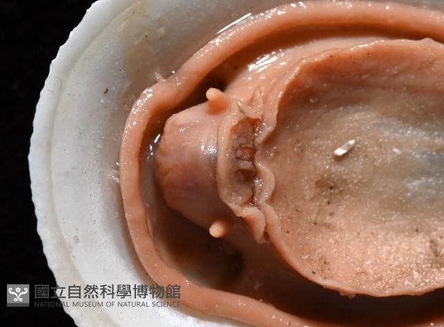 尖頂梳齒笠螺藏品圖，第8張