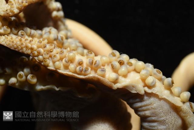 金烏賊藏品圖，第8張
