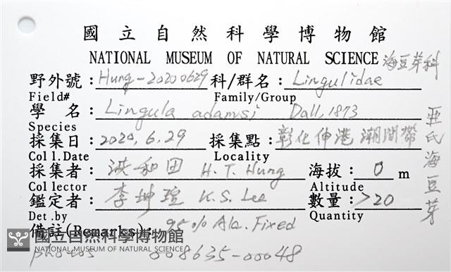 亞氏海豆芽藏品圖，第8張