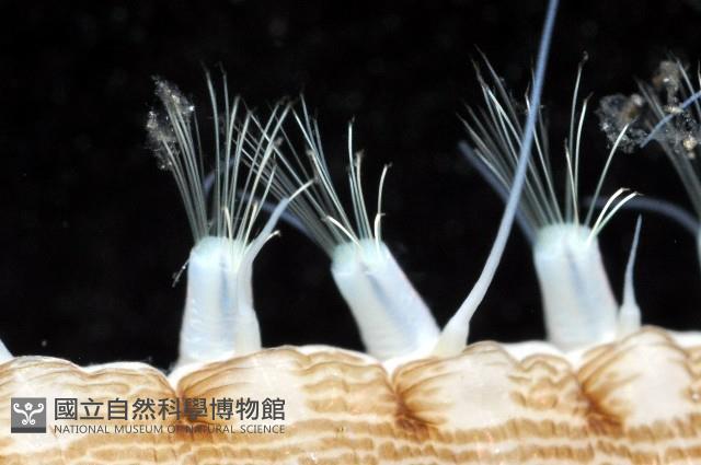 網紋海女蟲藏品圖，第8張