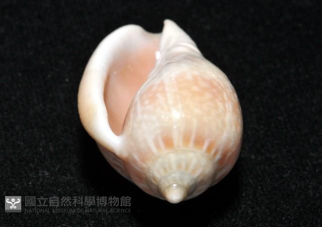艷紅穀米螺藏品圖，第8張