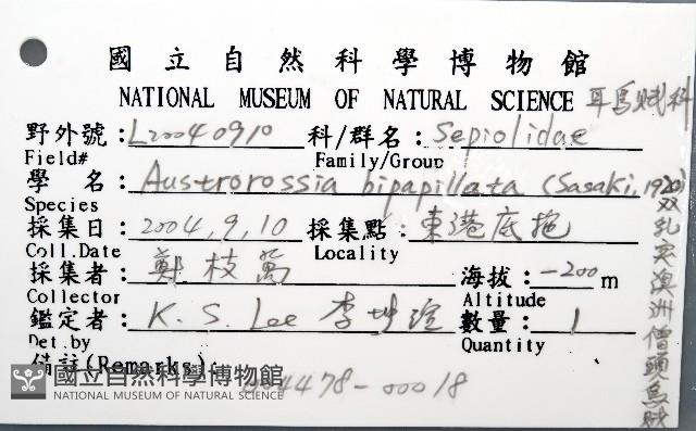 雙乳突僧頭烏賊藏品圖，第8張