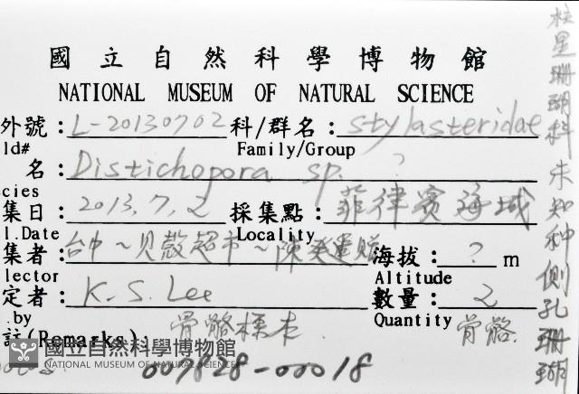 未知種側孔珊瑚藏品圖，第8張