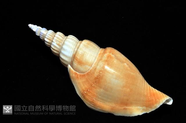 竹筍鳳凰螺藏品圖，第8張