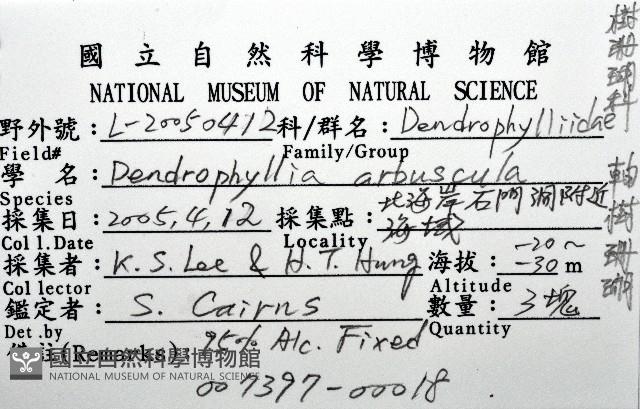 軸樹珊瑚(軸木珊瑚)藏品圖，第8張
