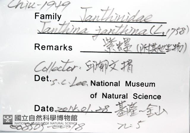 紫螺藏品圖，第8張