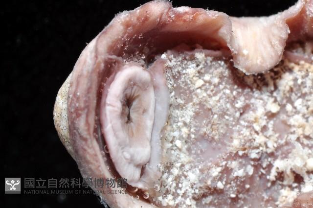 鱗紋石鱉藏品圖，第8張