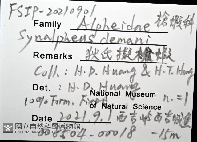 狄氏擬槍蝦藏品圖，第8張