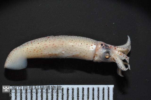 奧蘭鳶柔魚藏品圖，第8張