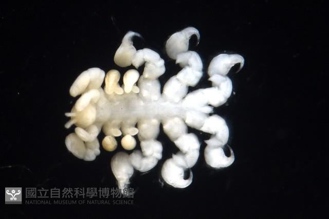鯨虱的一種藏品圖，第8張