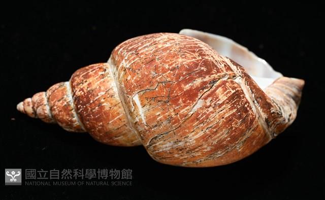 霧花鳳螺(華南鳳螺)藏品圖，第8張