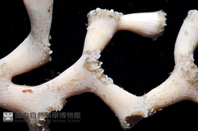 枝狀多目珊瑚藏品圖，第8張