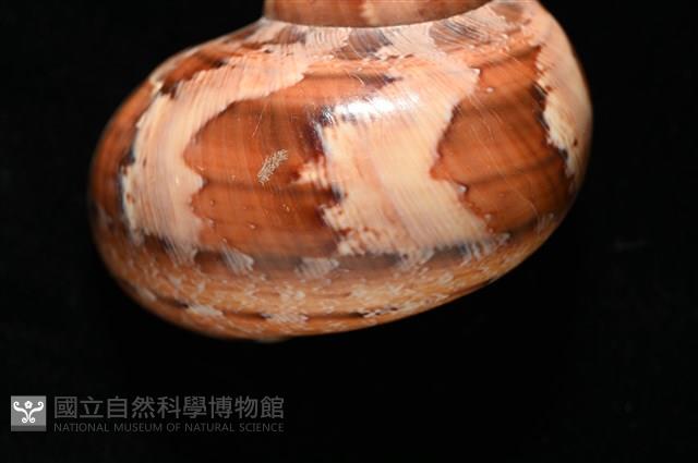 芮氏蠑螺藏品圖，第8張
