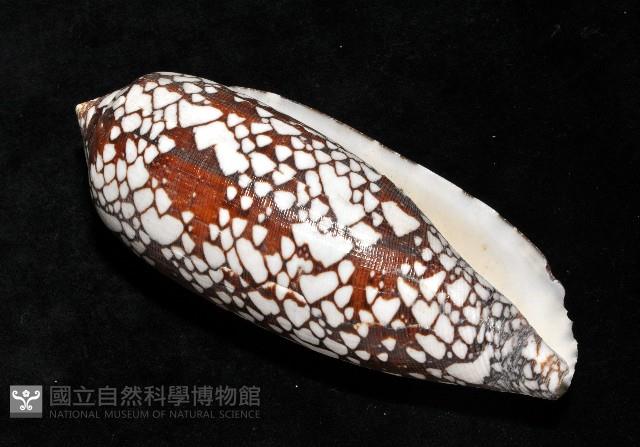 宮廷芋螺藏品圖，第8張