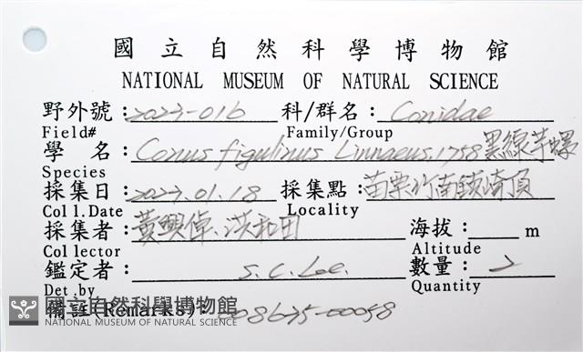 黑線芋螺藏品圖，第8張