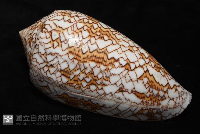 織錦芋螺藏品圖，第8張