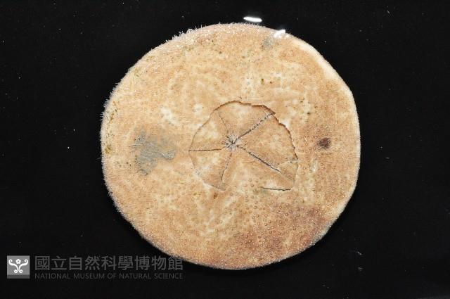 富士餅乾海膽藏品圖，第8張