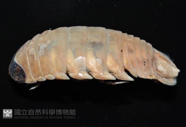 紡錘水虱之一種藏品圖，第8張