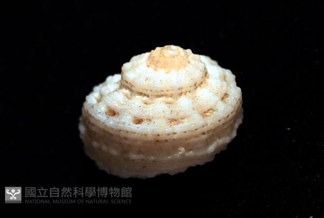 環上花冠螺藏品圖，第8張