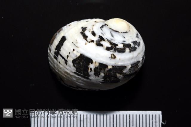 大圓蜑螺藏品圖，第8張