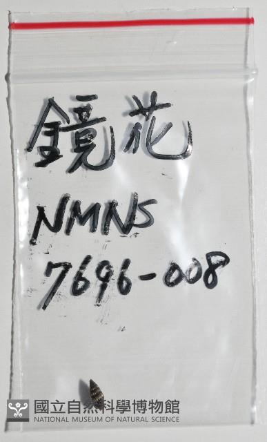 鏡花蛹筆螺藏品圖，第8張