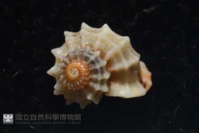 大溪花冠螺藏品圖，第8張