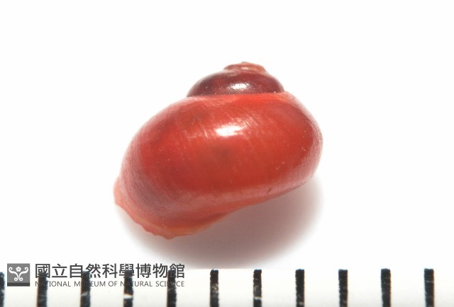 停雲蠑螺藏品圖，第8張