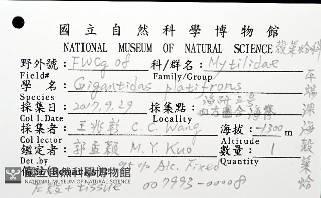 平端深海殼菜蛤藏品圖，第8張