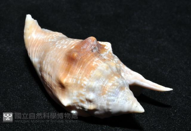 紅袖鳳凰螺藏品圖，第8張