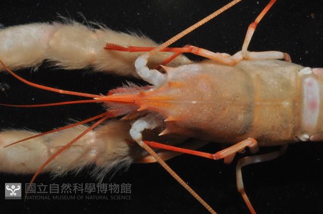 史氏擬海螯蝦藏品圖，第8張