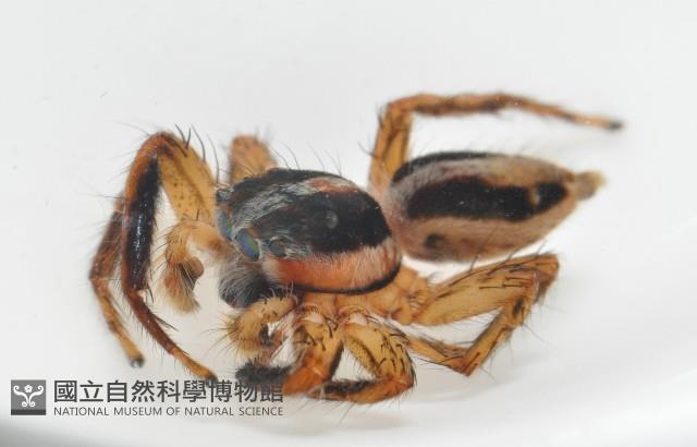 雙帶扁蠅虎藏品圖，第8張