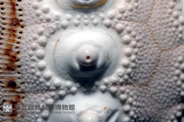 棒棘鋸頭帕(環鋸棘頭帕)藏品圖，第8張