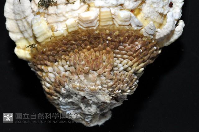 龜足茗荷(龜爪茗荷)藏品圖，第8張