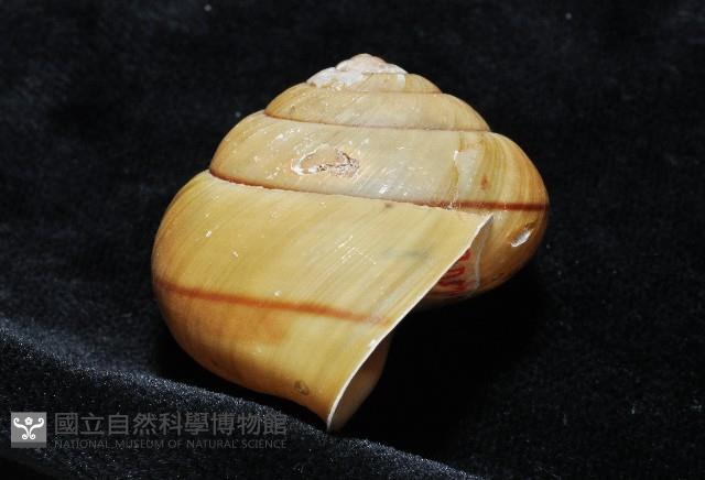 金崙栗蝸藏品圖，第8張