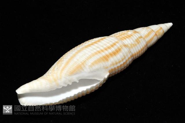 格理筆螺藏品圖，第8張