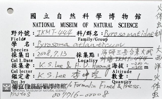 大西洋火體蟲藏品圖，第8張