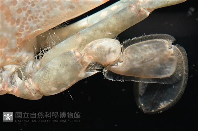 異齒蟳藏品圖，第8張