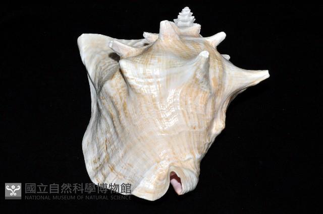 女王鳳凰螺藏品圖，第8張