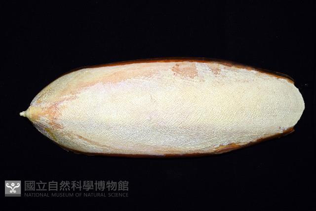 白斑烏賊藏品圖，第8張