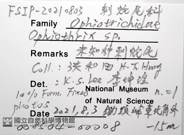 未知種刺蛇尾藏品圖，第8張