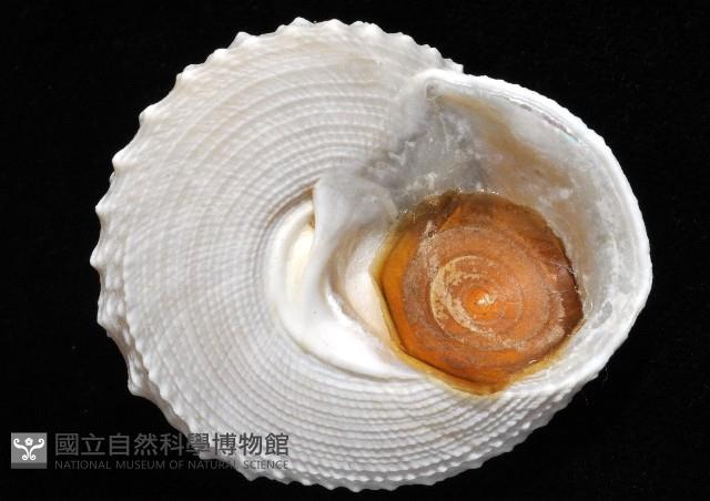 白鐘螺藏品圖，第8張