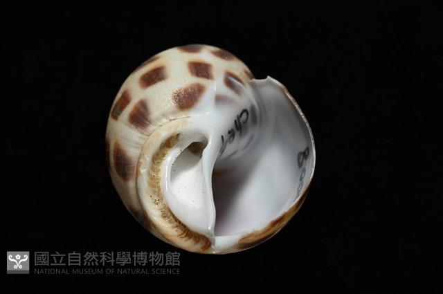開氏鳳螺藏品圖，第8張