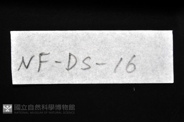 西表島新米蝦藏品圖，第8張