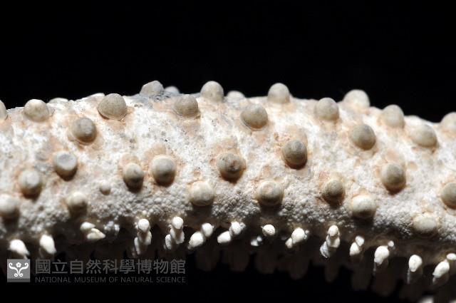 筐蛇尾之一種藏品圖，第8張